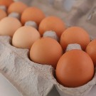 Chicken Fertile Eggs (DOZ) : Soy Free